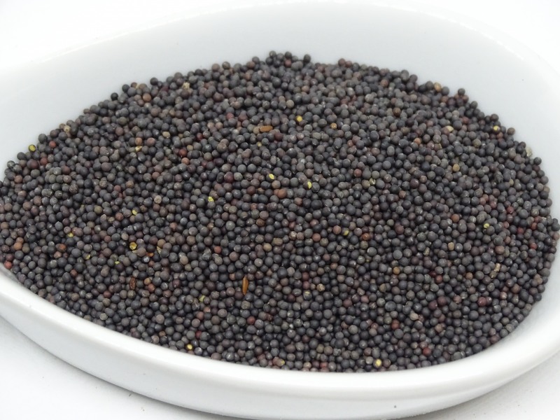 Senf schwarz bio